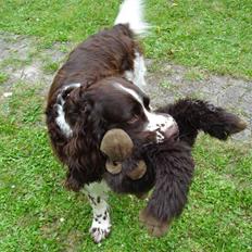 Engelsk springer spaniel Nemo