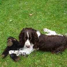 Engelsk springer spaniel Nemo