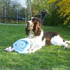 Engelsk springer spaniel Nemo