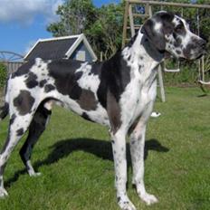 Grand danois Felix *AFLIVET*