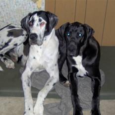 Grand danois Felix *AFLIVET*