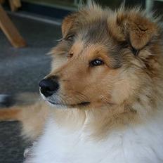 Collie langhåret ADIOR C'EST SI BON