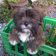 Lhasa apso sweet sa-li-ma's Gizmo