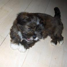 Lhasa apso sweet sa-li-ma's Gizmo