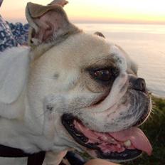 Engelsk bulldog frida