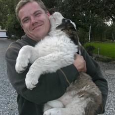 Sankt bernhardshund Mini