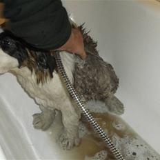 Sankt bernhardshund Mini