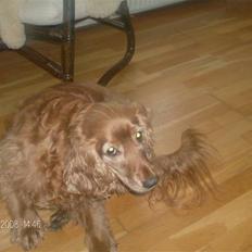 Cocker spaniel Bølle