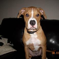 Amerikansk bulldog Bella