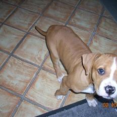 Amerikansk bulldog Bella