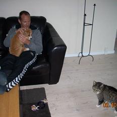 Amerikansk bulldog Bella