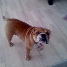 Engelsk bulldog Magda