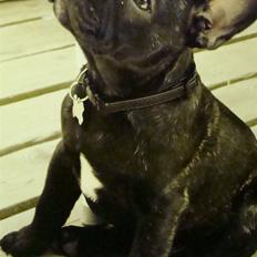 Fransk bulldog R.I.P Butler Butskovski