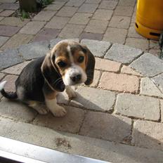 Beagle Futte