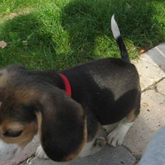 Beagle Futte