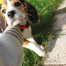 Beagle Futte