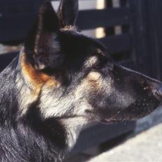 Schæferhund Bonzo *R.I.P*