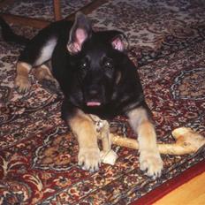 Schæferhund Bonzo *R.I.P*