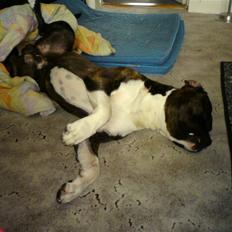 Amerikansk staffordshire terrier Don