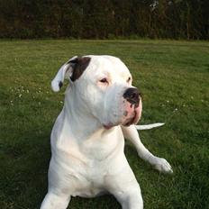 Amerikansk bulldog Jones