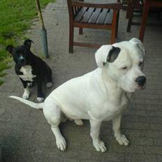 Amerikansk bulldog Jones