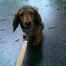 Dværggravhund Lille Soldal´s Bertram