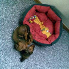 Dværggravhund Lille Soldal´s Bertram