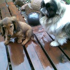 Dværggravhund Lille Soldal´s Bertram