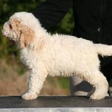 Lagotto romagnolo Ilare lapinlumon
