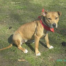 Amerikansk staffordshire terrier - .::.Chica .::.