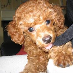 Dværgpuddel Sif  "Siffimus"