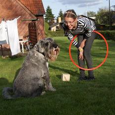 Mellemschnauzer Rabjerg's Skywalker