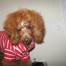 Dværgpuddel Sif  "Siffimus"