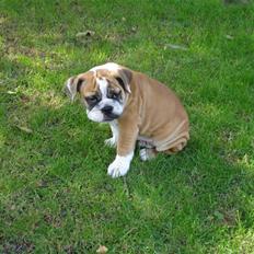 Blanding af racer Herman