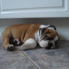 Blanding af racer Herman