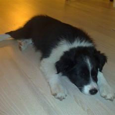 Border collie Zako 