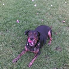 Blanding af racer EA