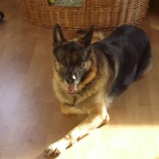 Schæferhund † Rex † R.I.P. †