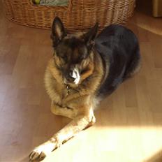 Schæferhund † Rex † R.I.P. †