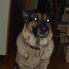 Schæferhund † Rex † R.I.P. †