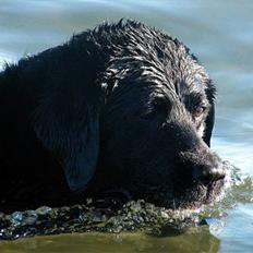 Labrador retriever Buster