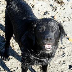 Labrador retriever Buster