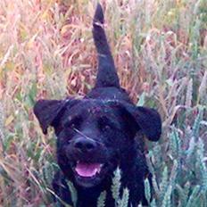 Labrador retriever Buster