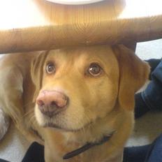 Labrador retriever Buller R.I.P.