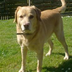 Labrador retriever Buller R.I.P.