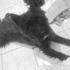 Cairn terrier lukas(:. solgt :-(((