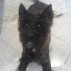 Cairn terrier lukas(:. solgt :-(((
