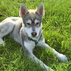 Siberian husky kento
