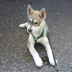 Siberian husky kento