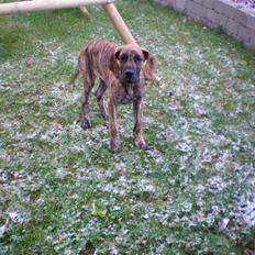 Grand danois Zaco (Solgt)